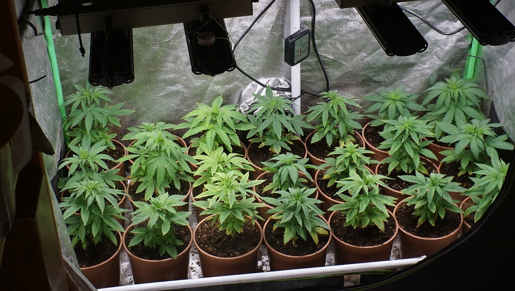 Mehrere junge Cannabispflanzen in Töpfen unter LED-Beleuchtung in einem Growzelt.