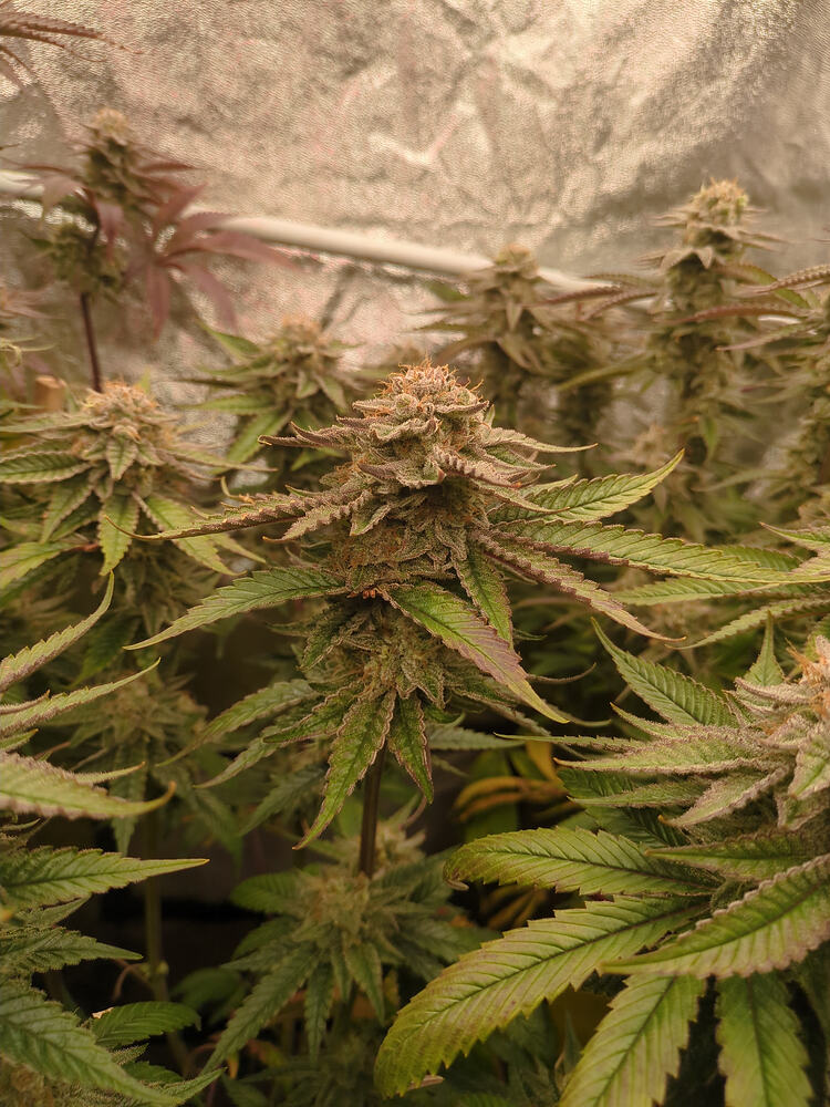 Growreport Bild 9