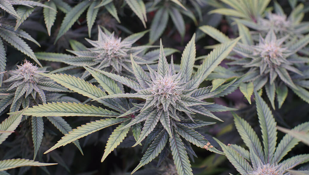 Growreport Bild 10