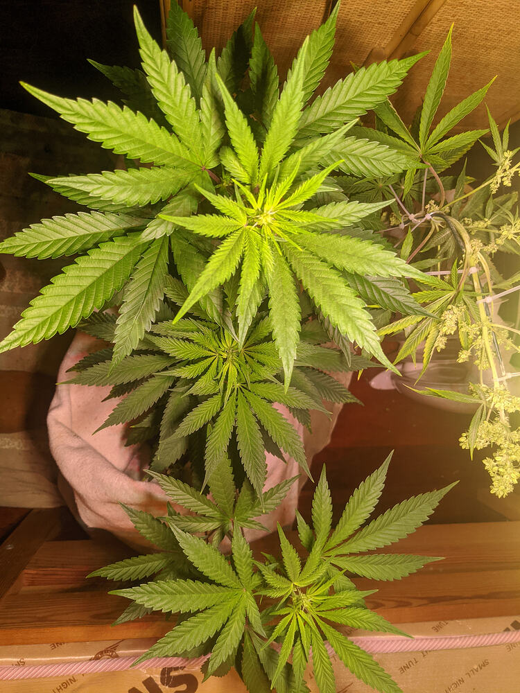 Growreport Bild 6