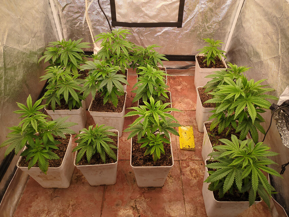 Growreport Bild 3