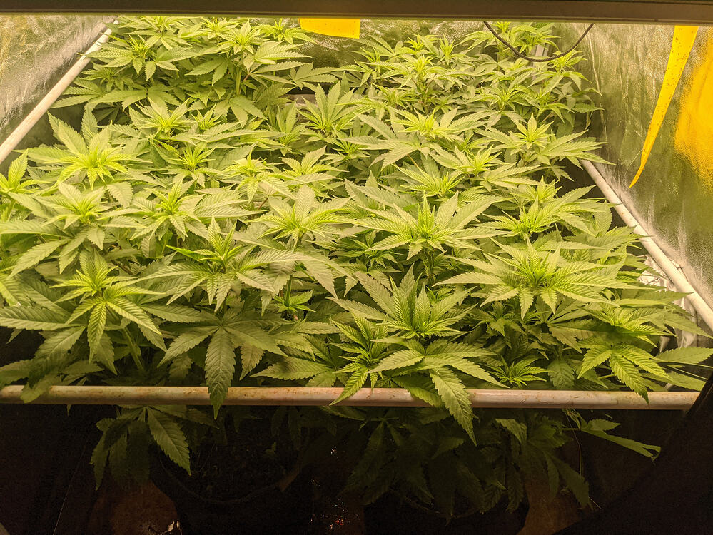 Growreport Bild 2