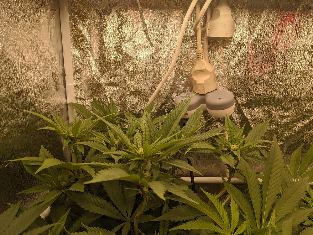 Growreport Bild 10
