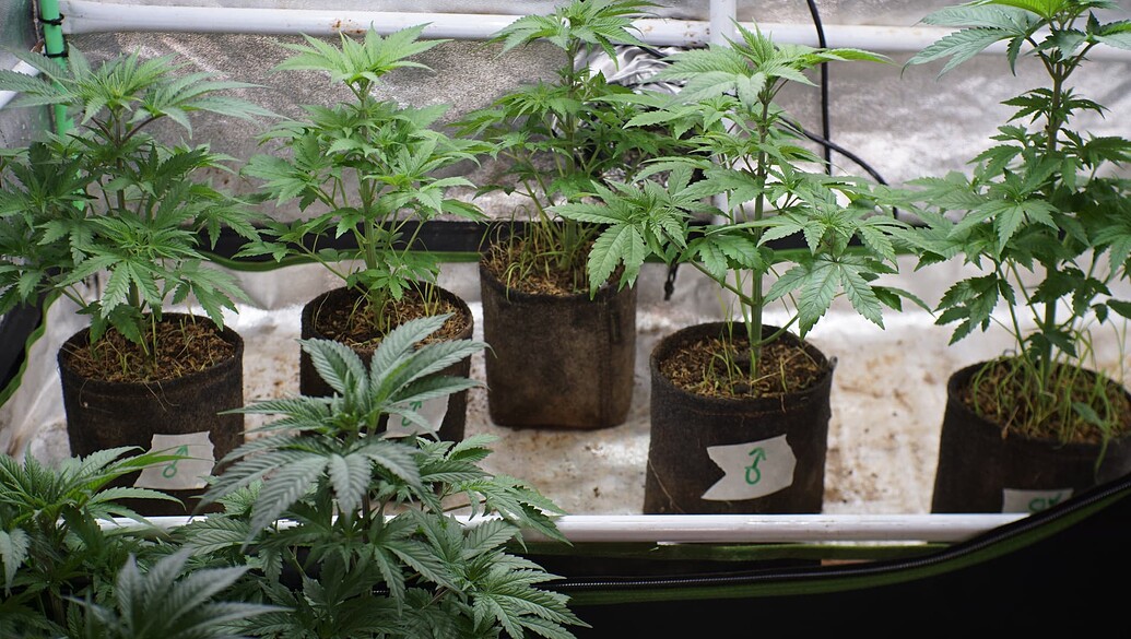 Growreport Bild 11