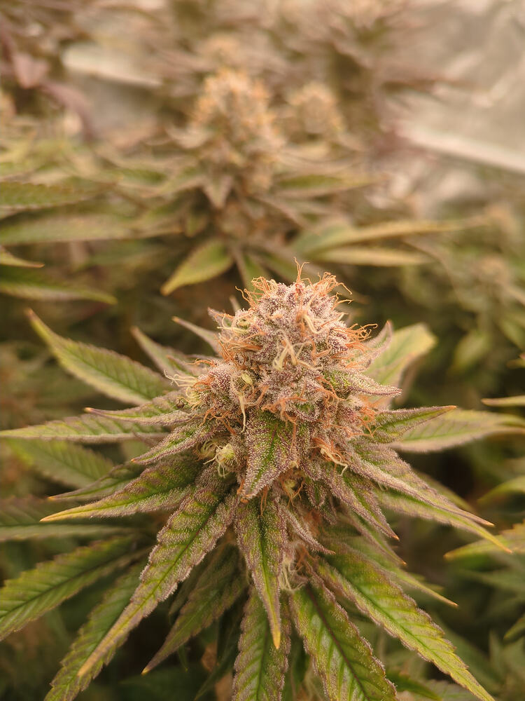 Growreport Bild 10
