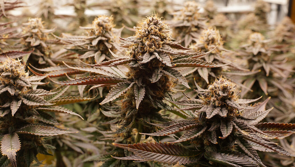 Growreport Bild 17