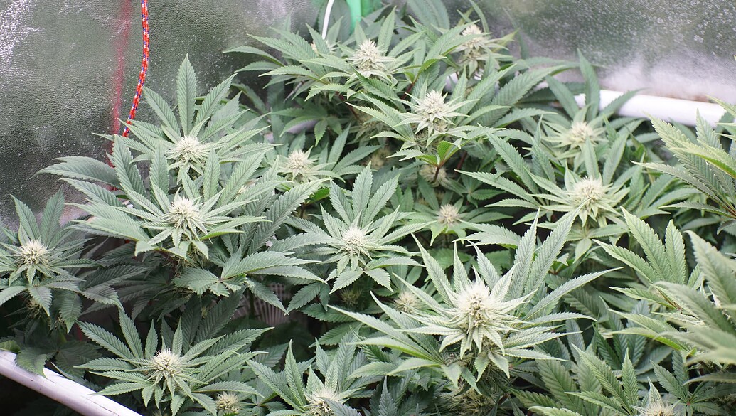 Nahaufnahme von mehreren Cannabis-Pflanzen in der Blütephase in einem Growzelt, mit sichtbaren Blütenansätzen und Blättern.
