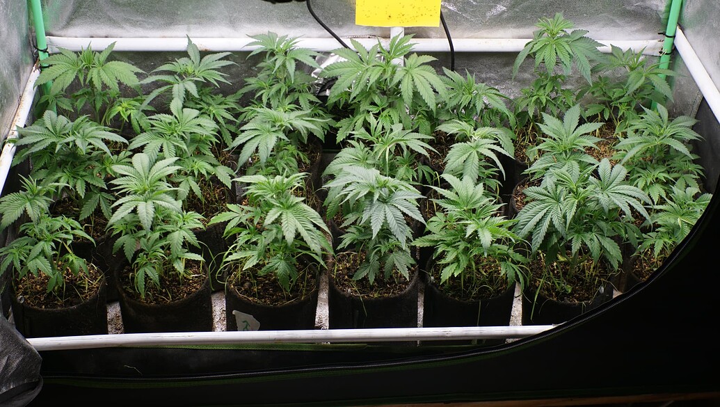 Growreport Bild 14