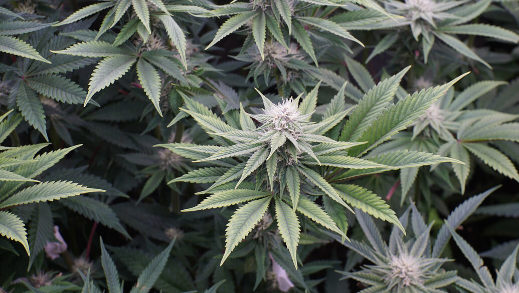 Growreport Bild 17