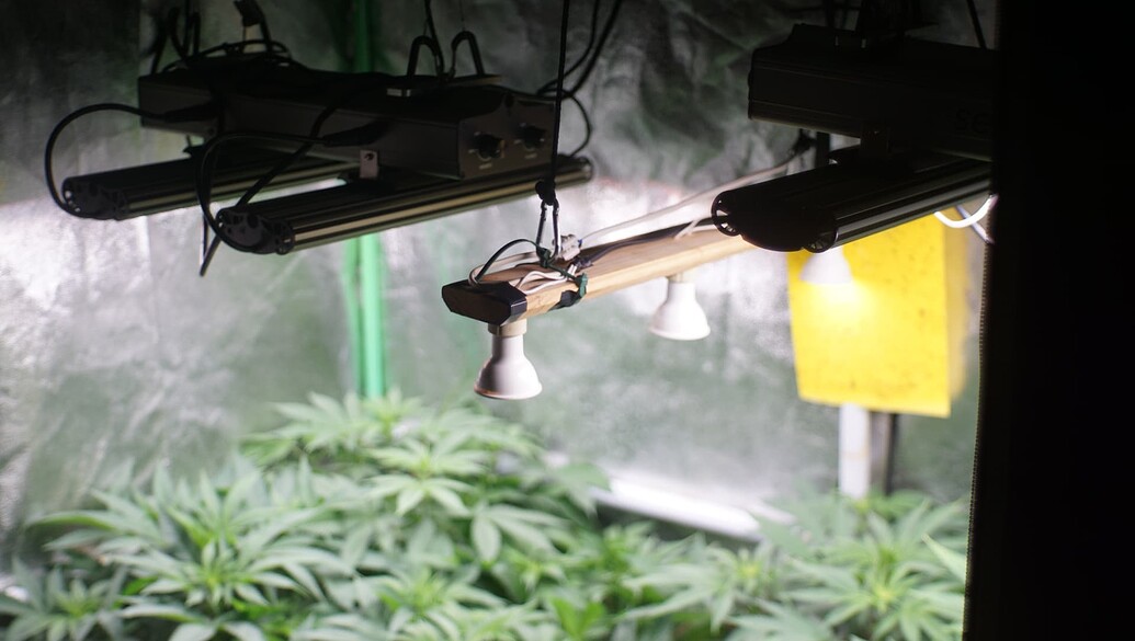 Blick in ein Growzelt mit Cannabis-Pflanzen unter LED-Beleuchtung und einer selbstgebauten Zusatzlampe.