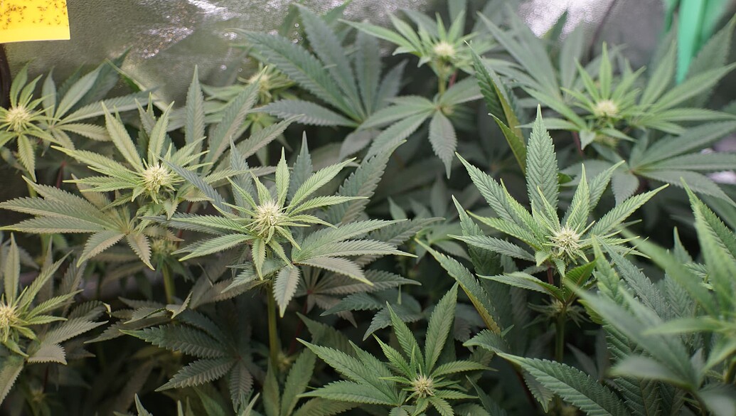 Nahaufnahme von mehreren Cannabis-Pflanzen in der frühen Blütephase in einem Growzelt, mit sichtbaren Blütenansätzen und gelber Klebefalle.