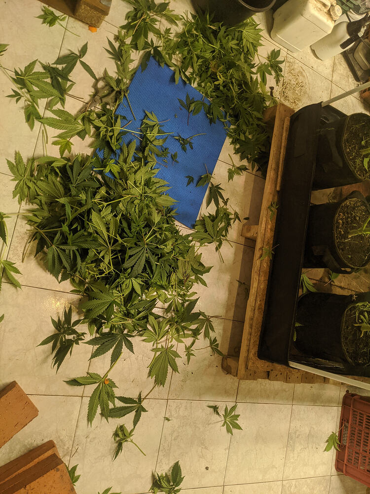 Growreport Bild 2