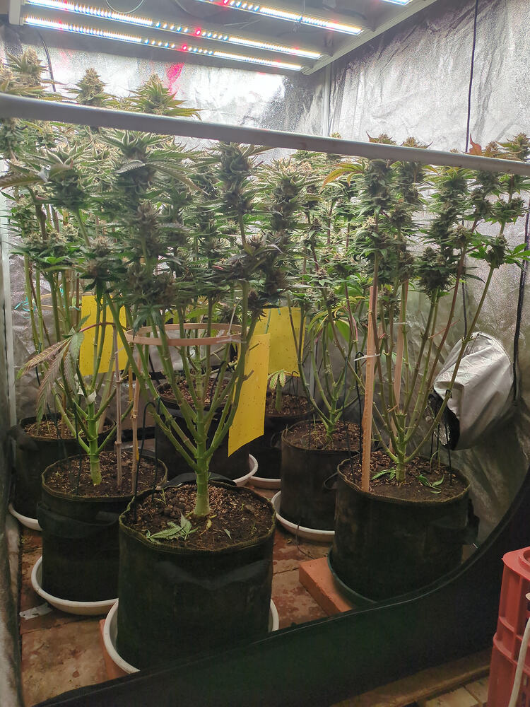 Growreport Bild 5
