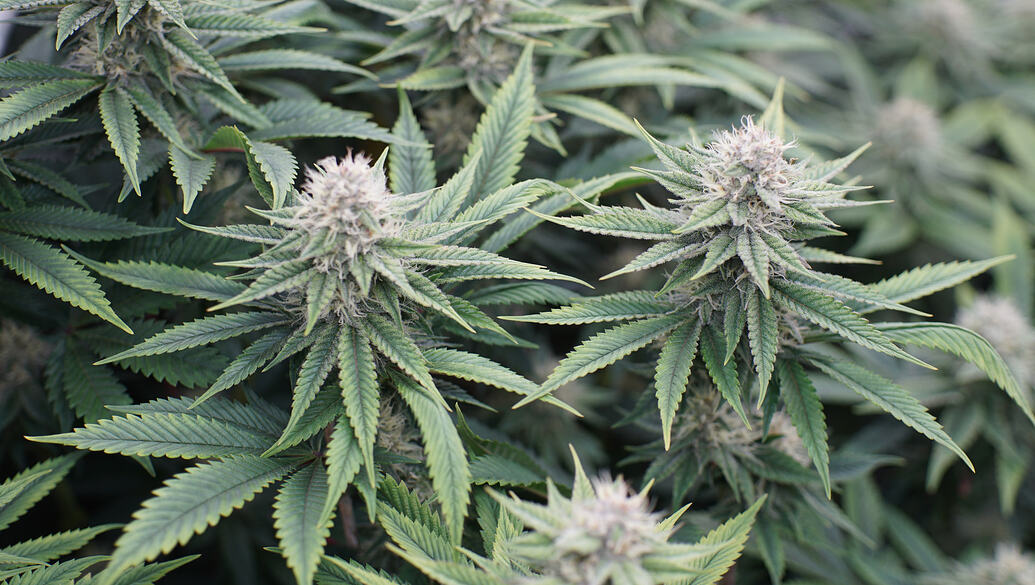 Growreport Bild 6