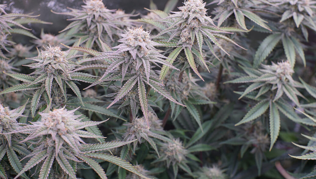 Growreport Bild 8
