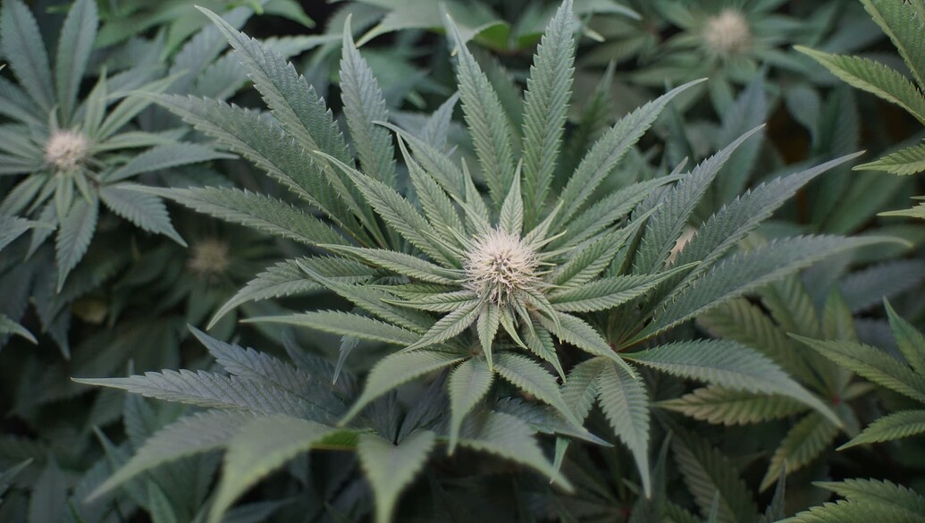 Growreport Bild 7