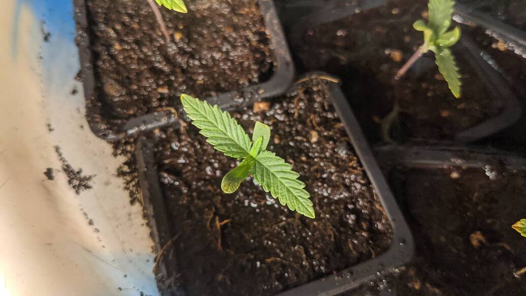 Growreport Bild 6