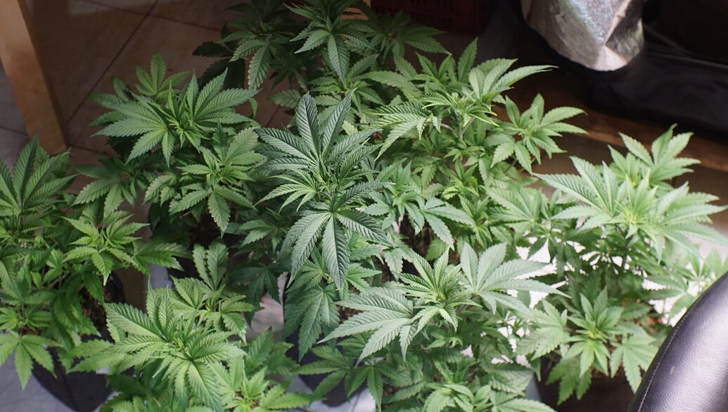 Growreport Bild 10