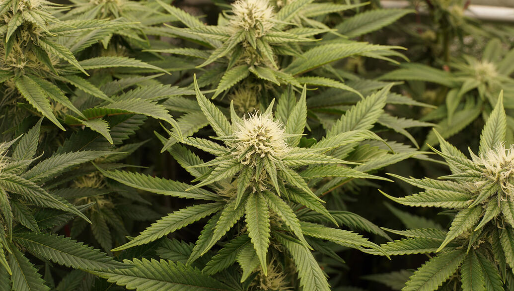 Growreport Bild 11