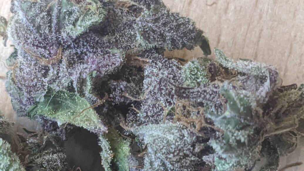 Nahaufnahme eines stark violetten, mit Trichomen bedeckten Cannabis-Buds.