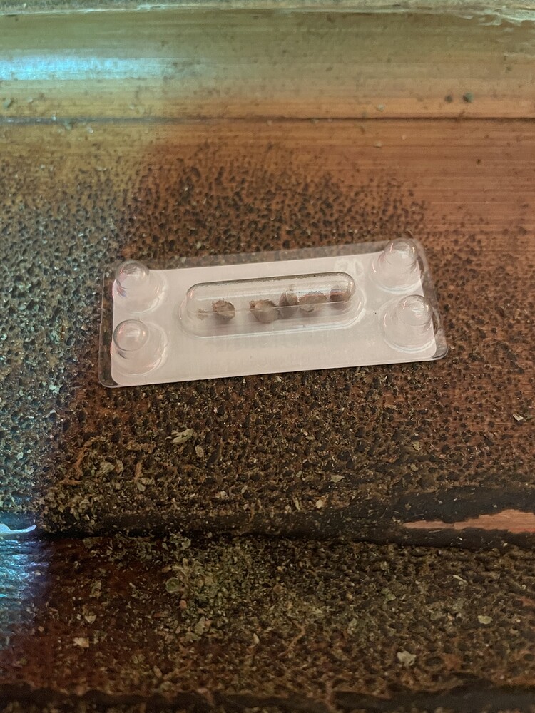 Eine Blisterverpackung mit Cannabis-Samen auf einer hölzernen Oberfläche.