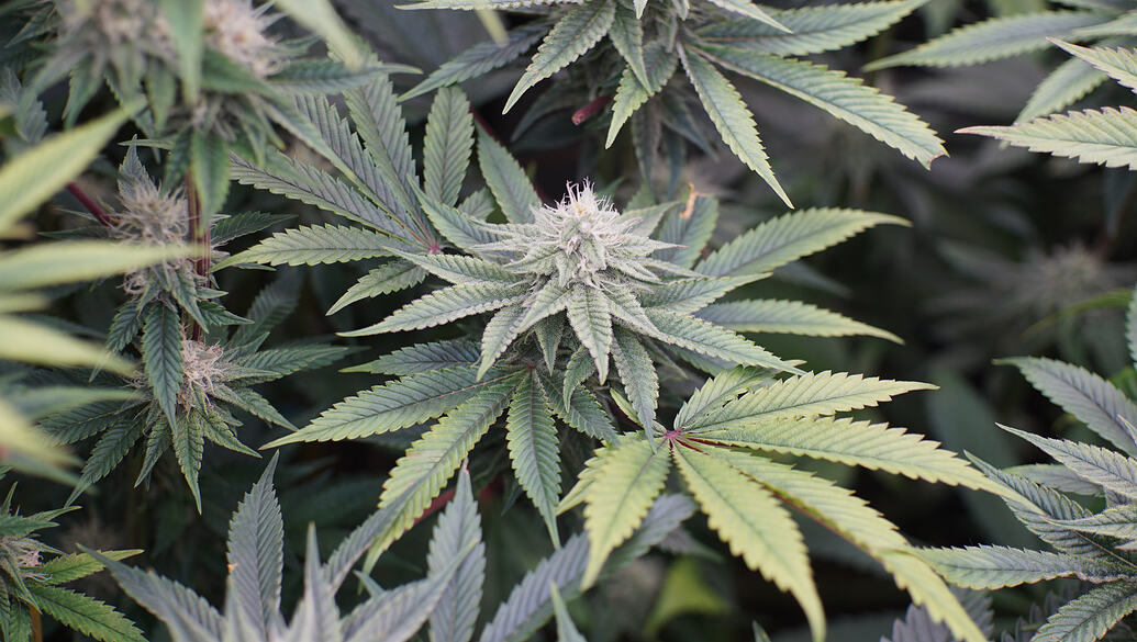 Growreport Bild 3
