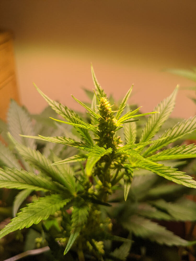 Growreport Bild 9