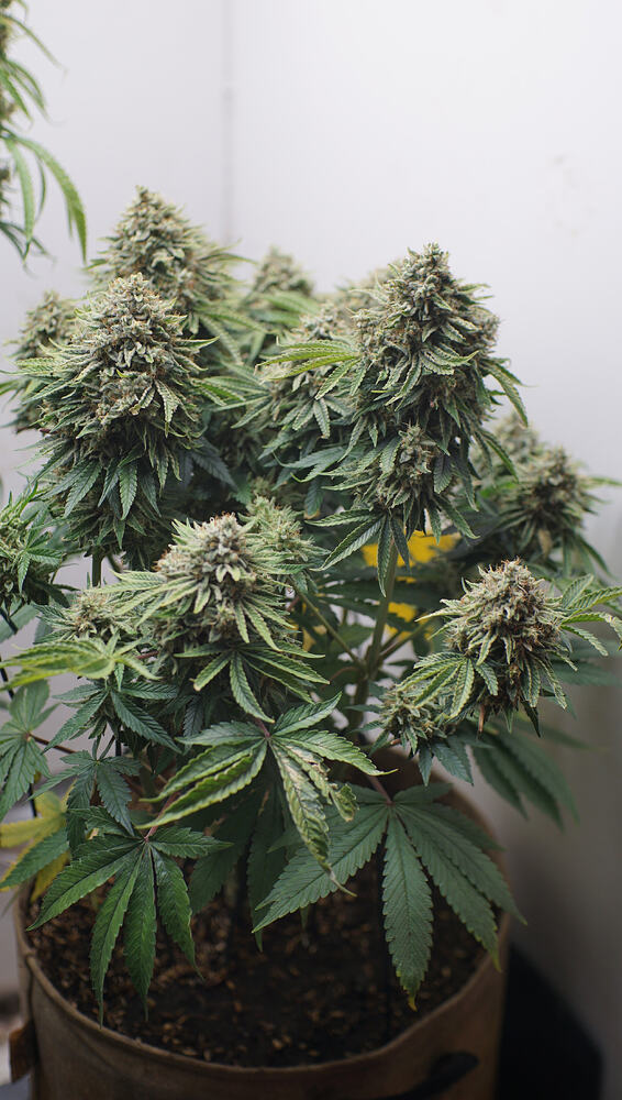 Growreport Bild 15