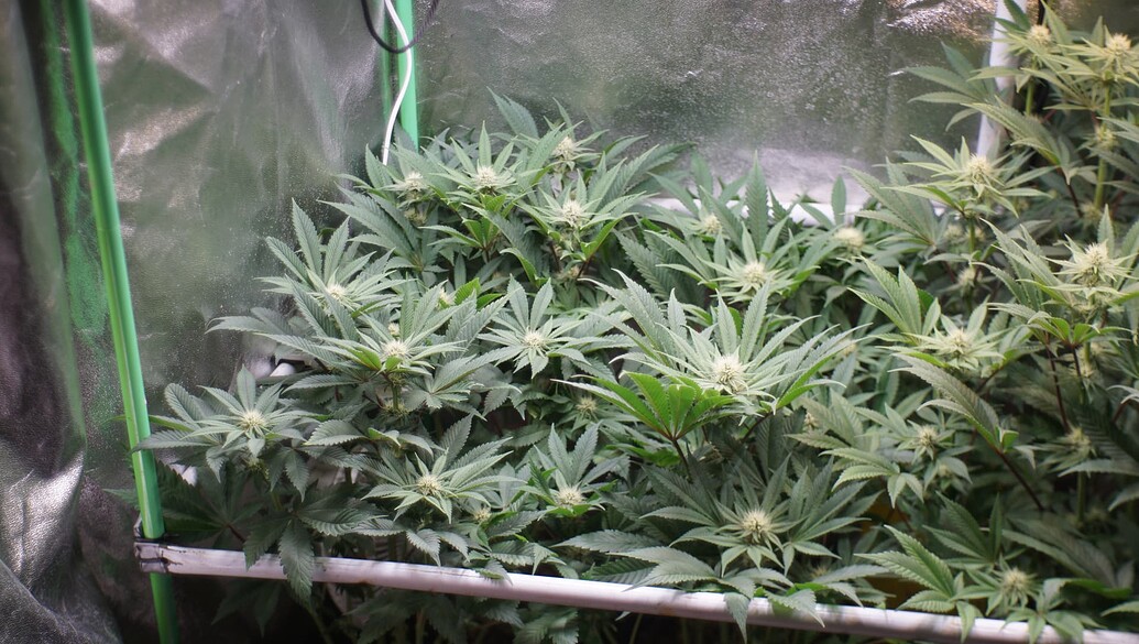 Growreport Bild 11