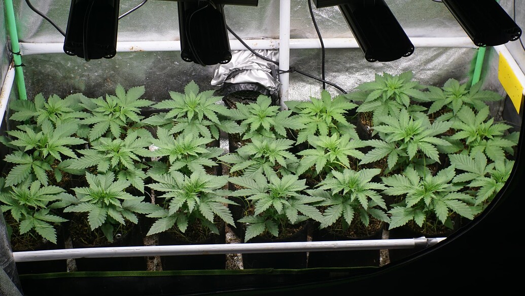 Mehrere junge Cannabispflanzen in Stofftöpfen unter LED-Beleuchtung in einem Growzelt.