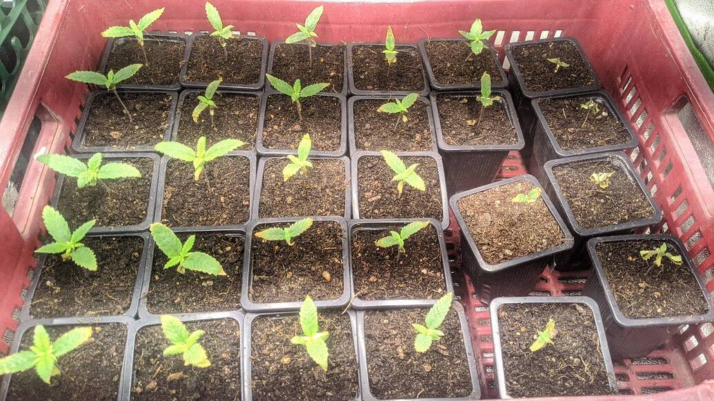 Growreport Bild 8