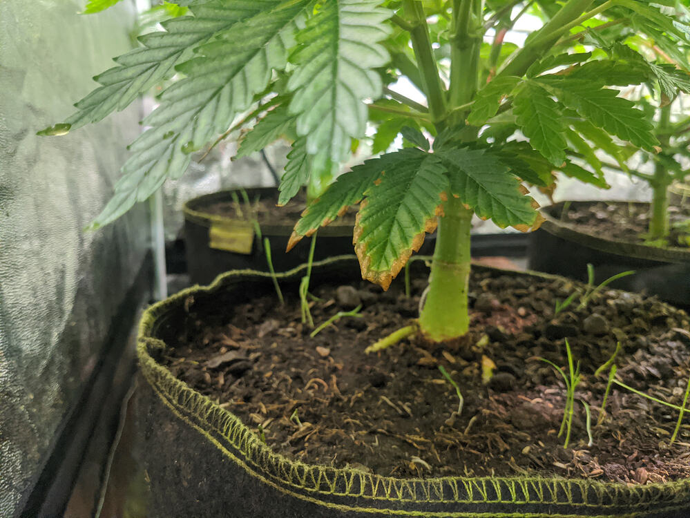 Growreport Bild 3