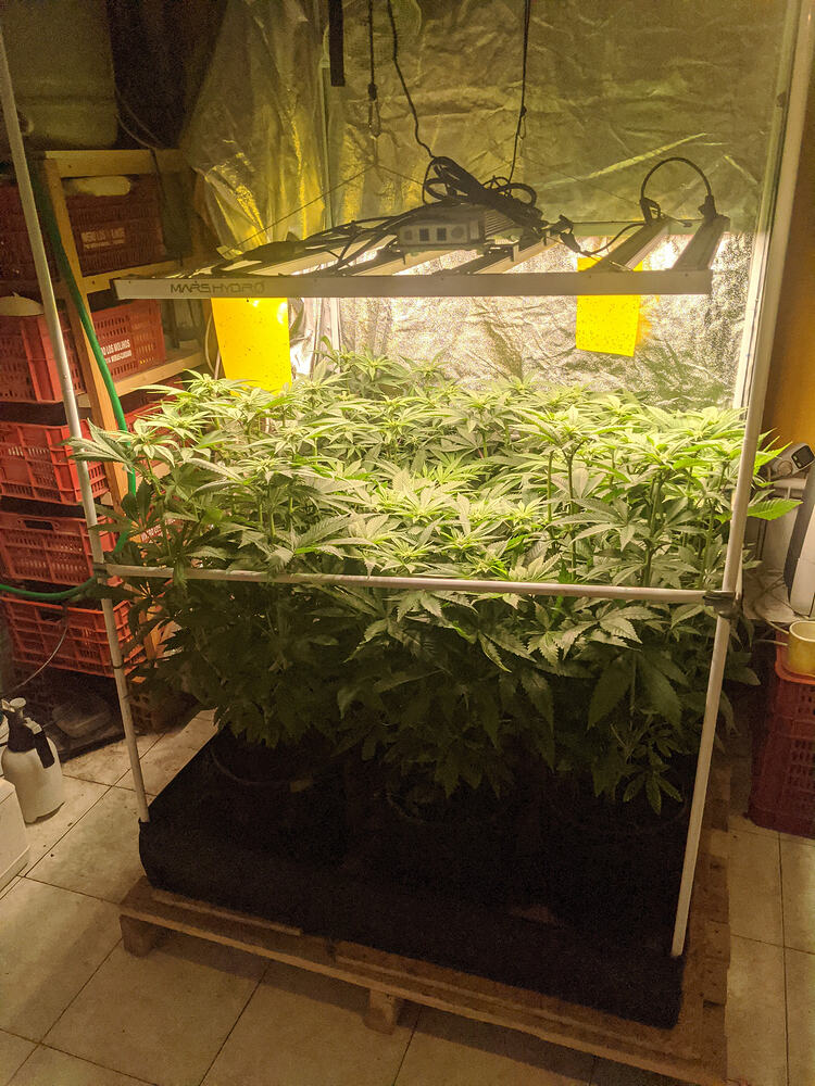 Growreport Bild 1