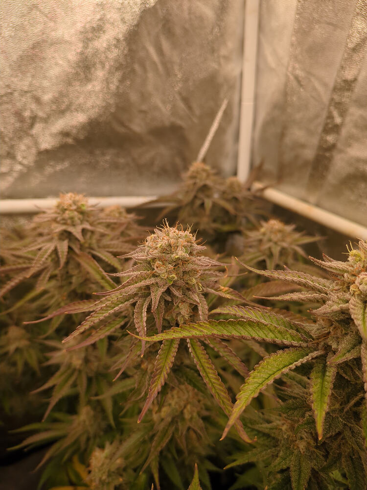 Growreport Bild 7