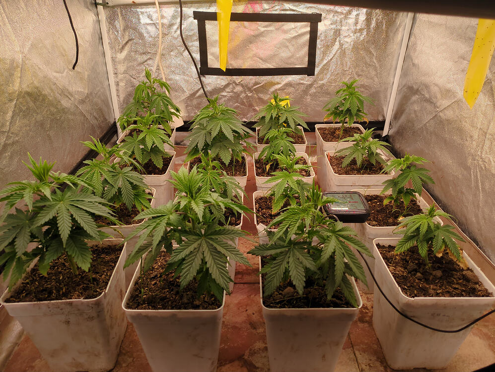 Growreport Bild 3