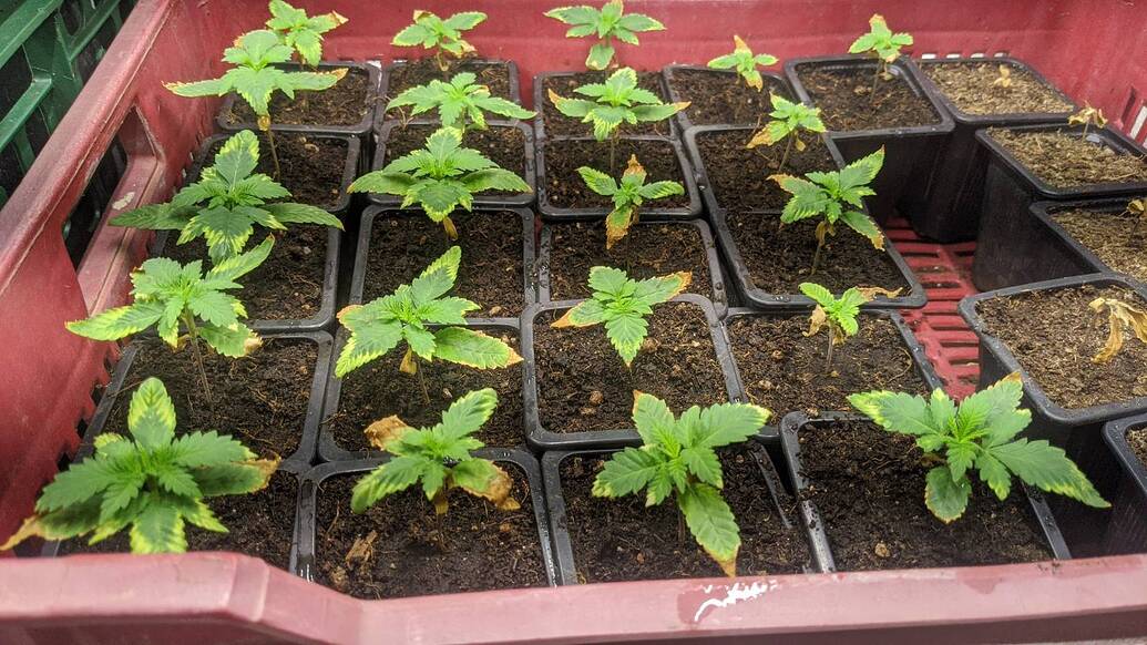 Growreport Bild 5
