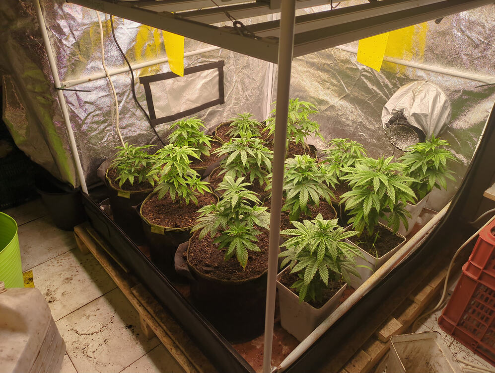Growreport Bild 5
