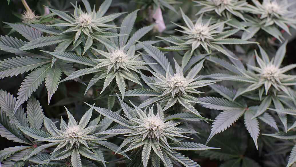 Growreport Bild 22