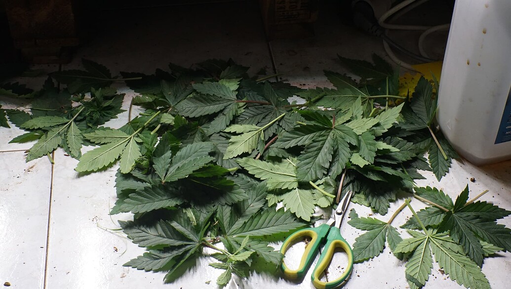 Growreport Bild 8
