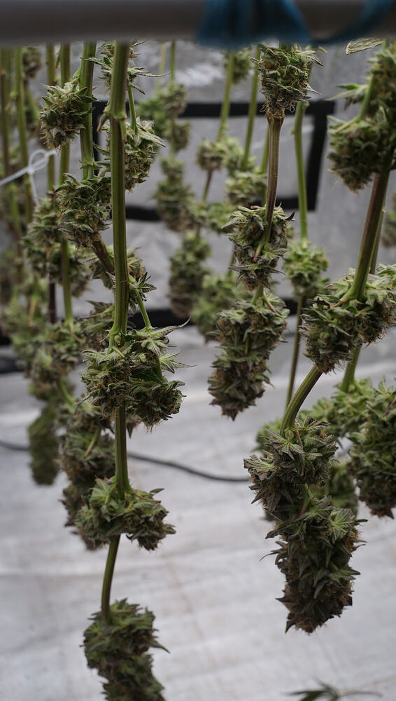 Growreport Bild 20