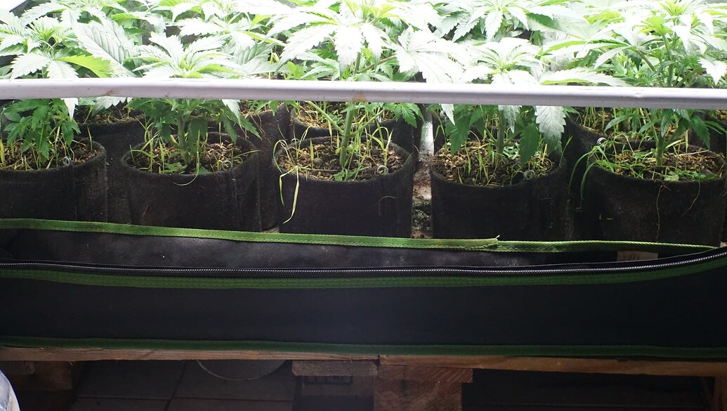 Growreport Bild 7