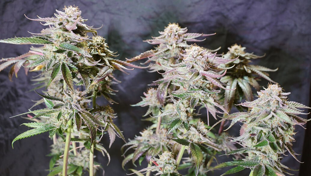 Growreport Bild 16