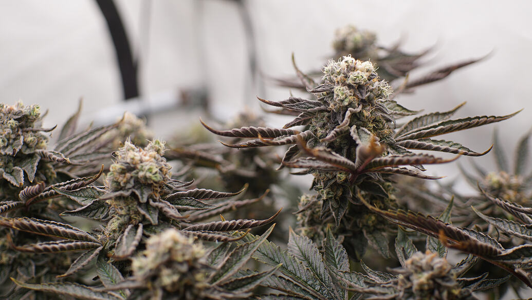Growreport Bild 11