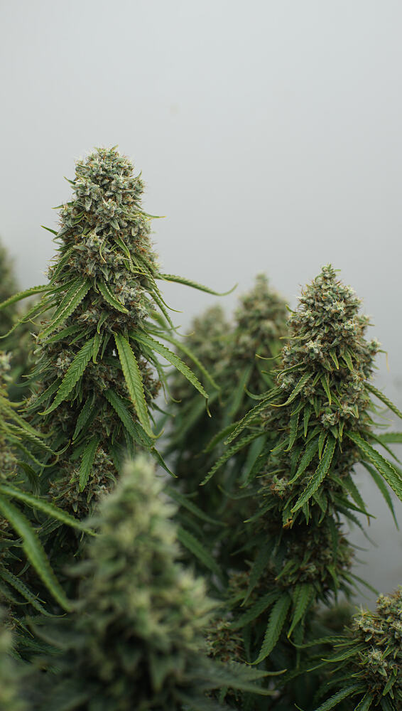 Growreport Bild 17