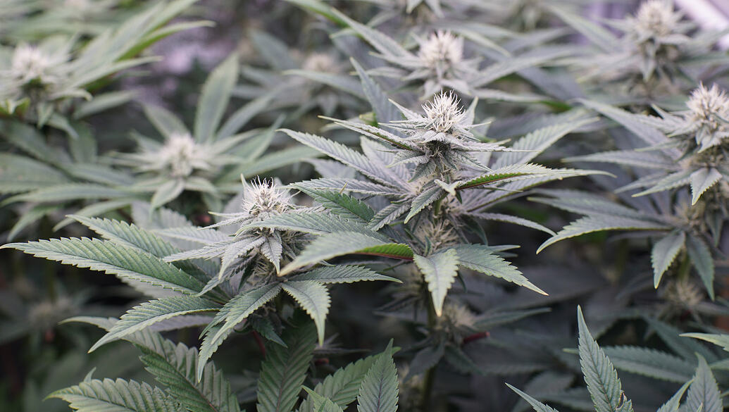 Growreport Bild 20
