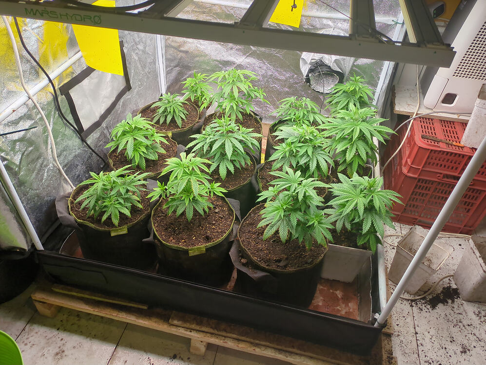 Growreport Bild 6