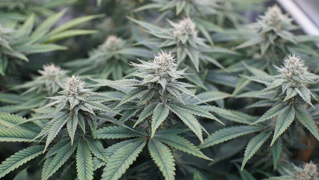 Growreport Bild 5