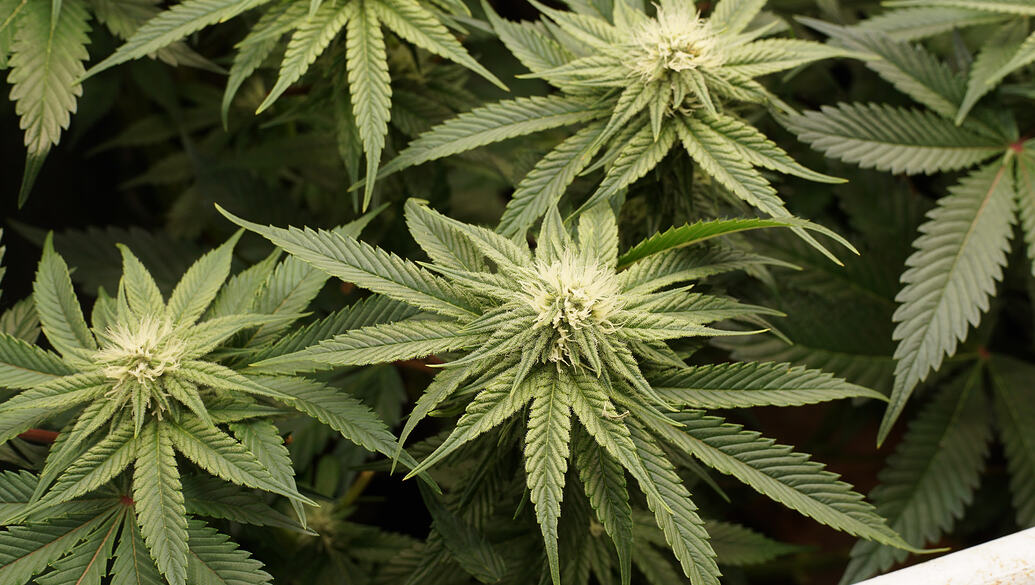 Growreport Bild 15
