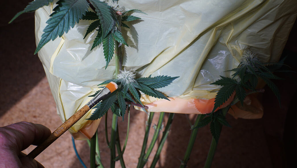 Growreport Bild 6