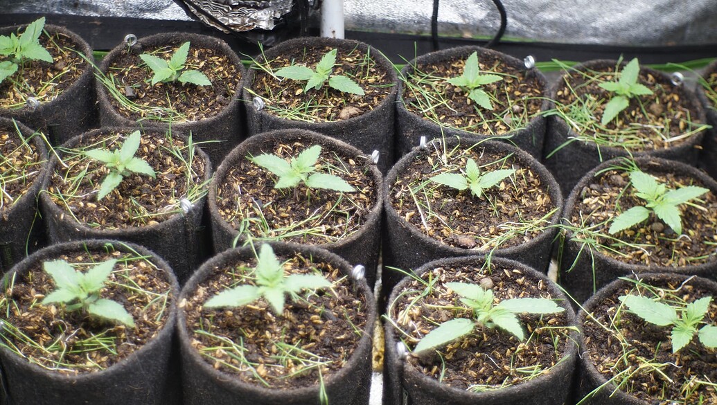 Mehrere junge Cannabissämlinge in kleinen schwarzen Stofftöpfen mit Reisspelzen als Mulchschicht.